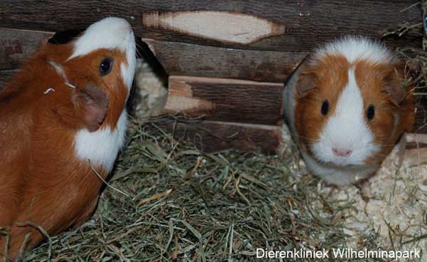 Een cavia moet zich ergens onder kunnen verstoppen